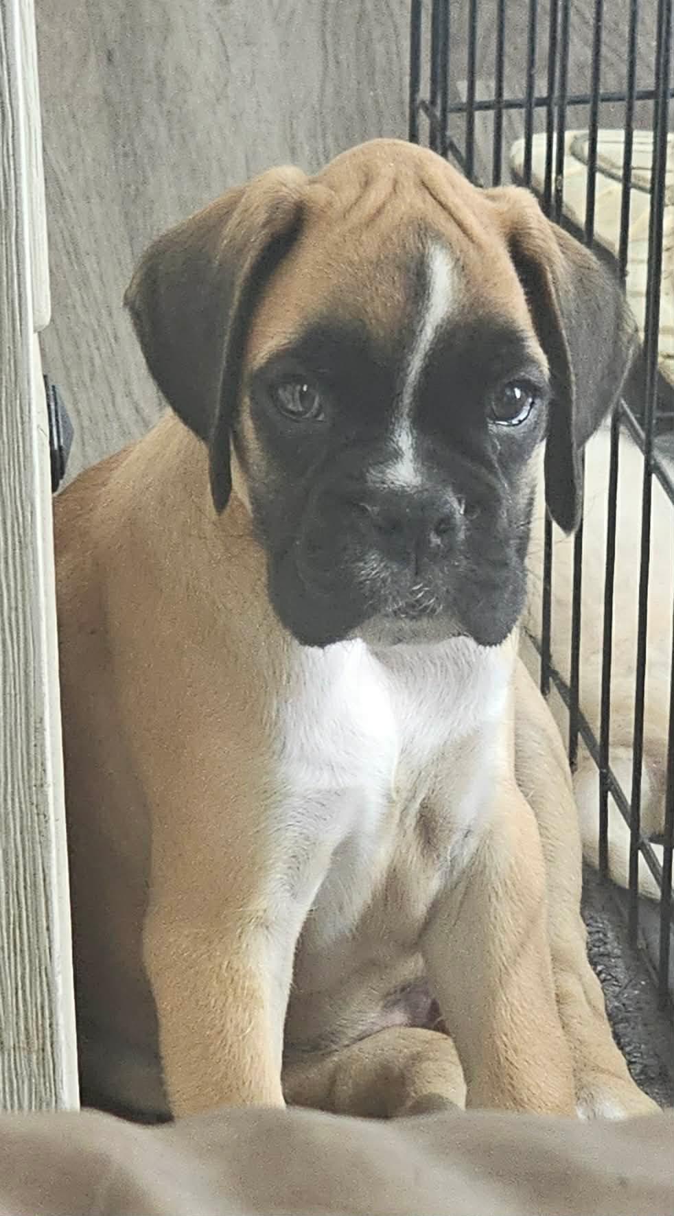 Jake *Special Needs*, Adoptable, Puppy Male Boxer.