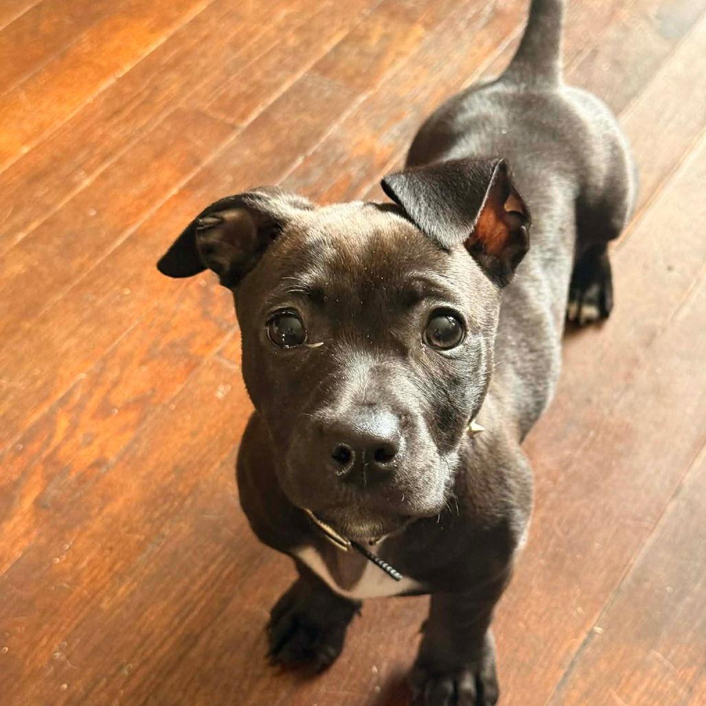 Enlarge MILLIE RUE, a Adopted mixed breed in Chico, CA image 1/1