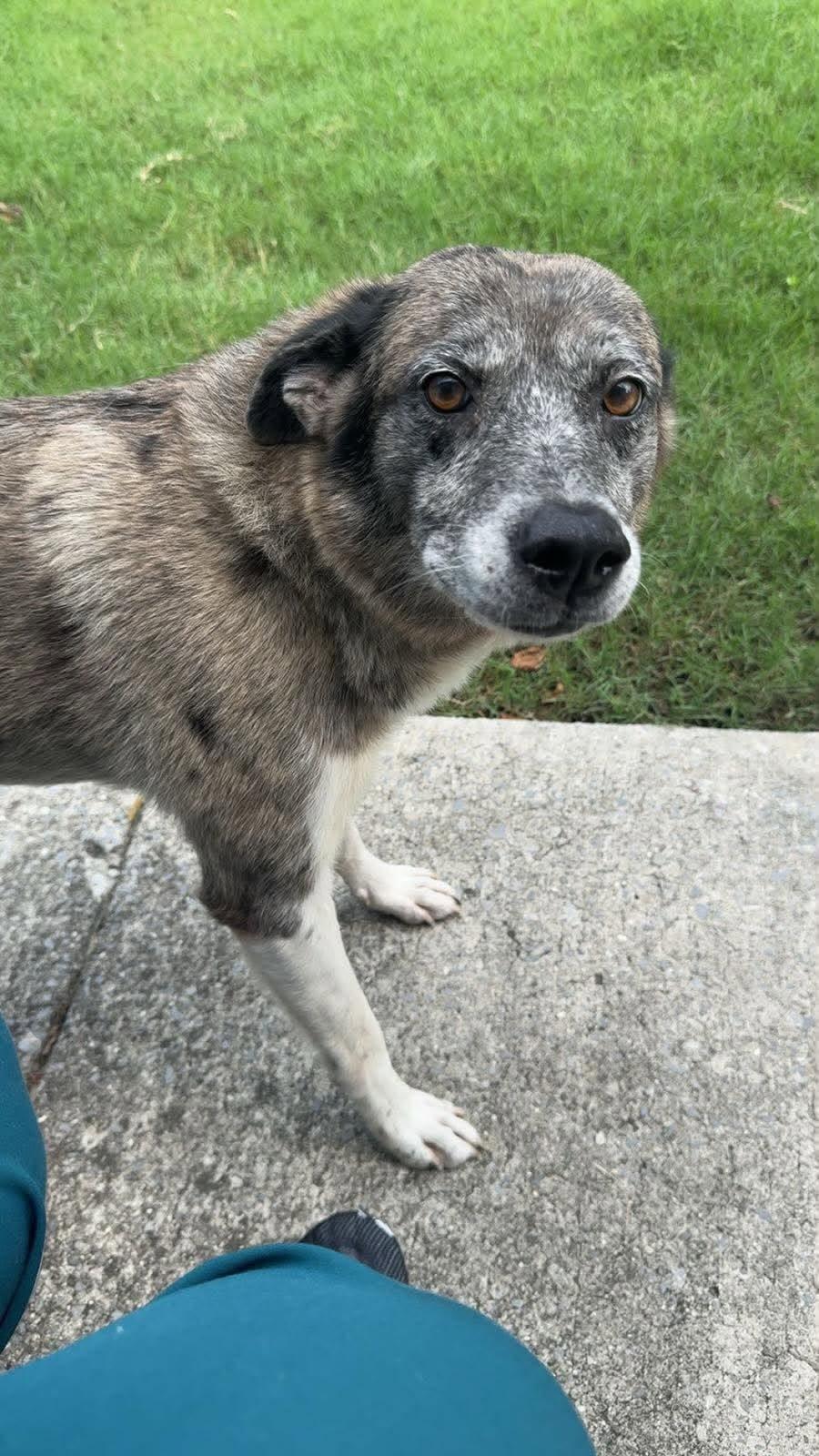 Enlarge Daisy, a Adopted Mixed Breed in Stratham, NH image 1/1