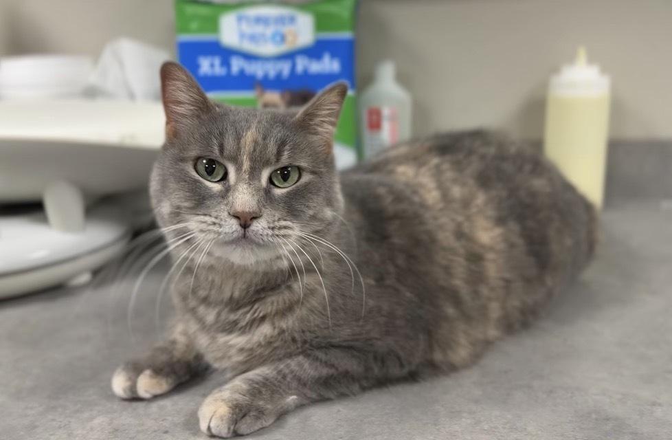 Gizmo, Adoptable, Senior Female Domestic Short Hair.