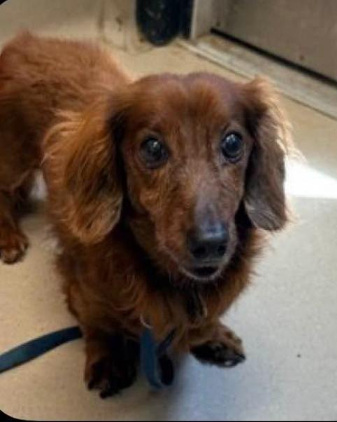 Guava - San Diego, Adopted, Senior Male Dachshund.