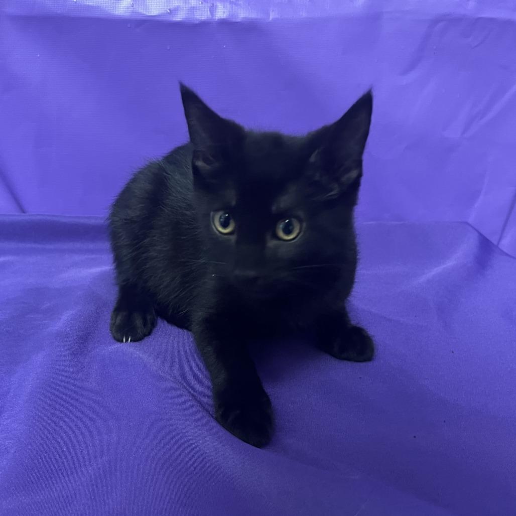 Pal, Adoptable, Young Male Domestic Short Hair.