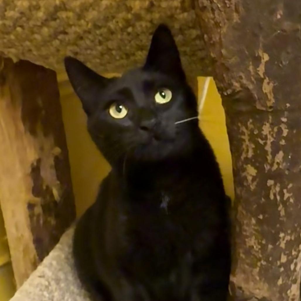 Pal, a Adoptable Domestic Short Hair in Buffalo, MN image 2/3