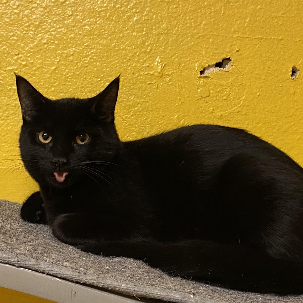 Pal, a Adoptable Domestic Short Hair in Buffalo, MN image 3/3