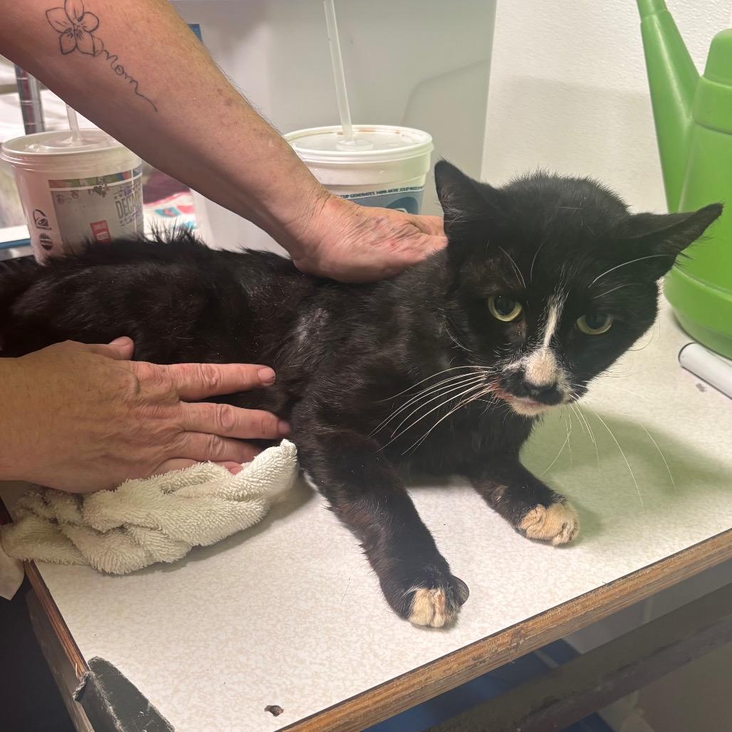 Enlarge Senor, a Adoptable Domestic Short Hair in Brookfield, MO image 1/1