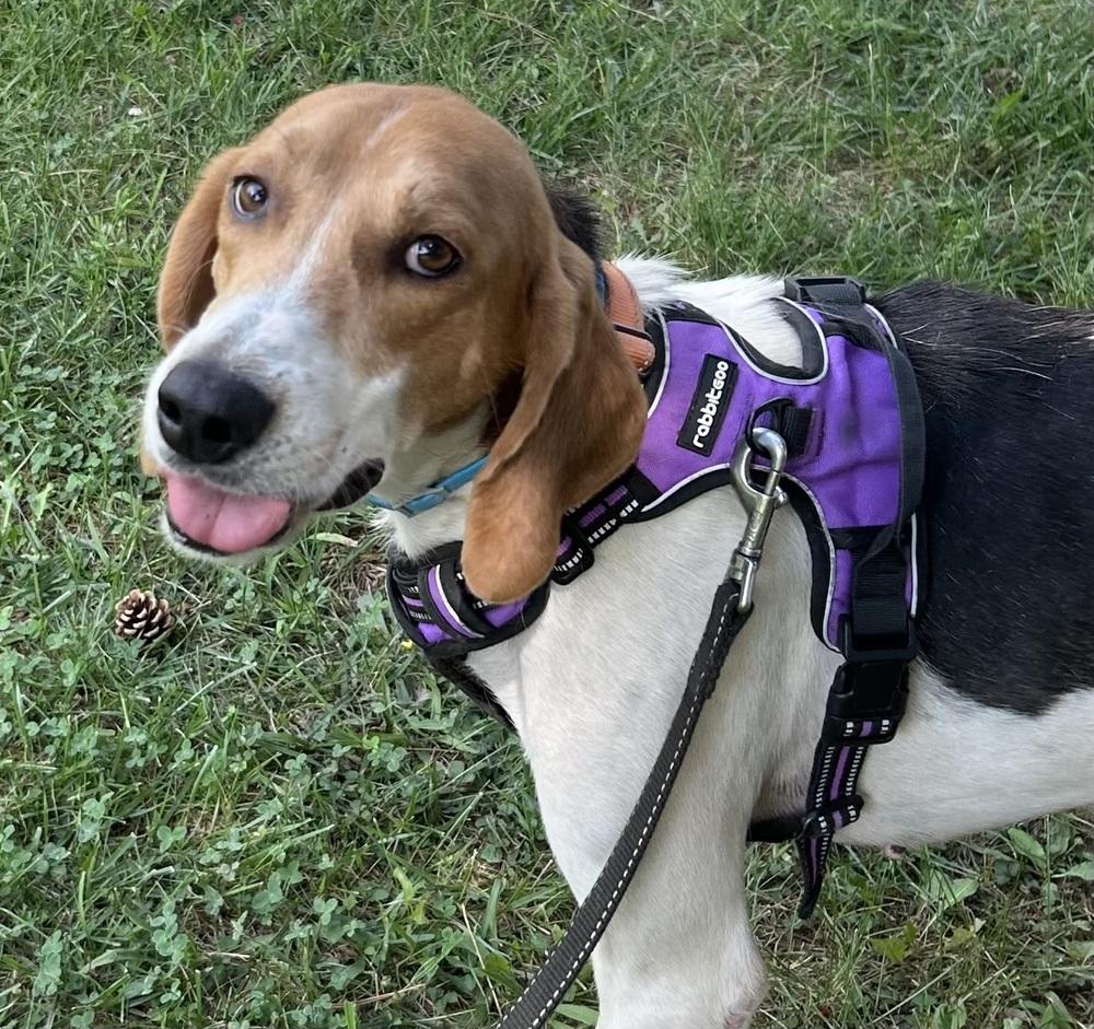 Henry, Adoptable, Adult Male Foxhound & Hound.