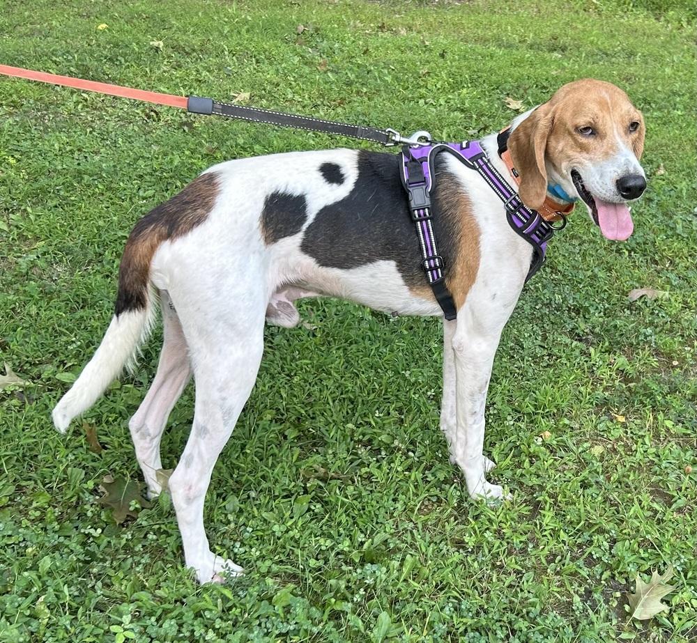 Enlarge Henry, a Adoptable mixed breed in Louisa, VA image 2/6