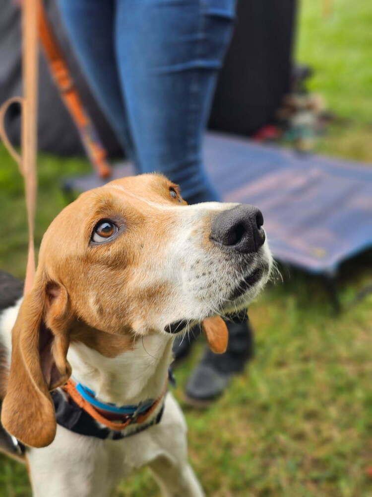Enlarge Henry, a Adoptable mixed breed in Louisa, VA image 3/6