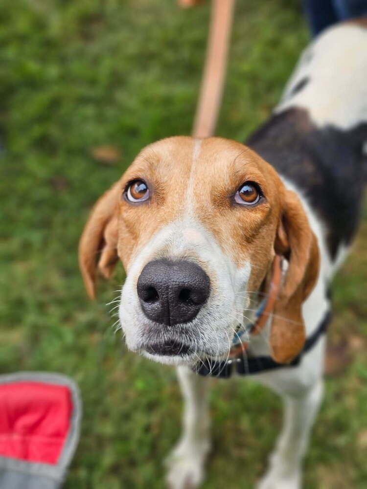 Enlarge Henry, a Adoptable mixed breed in Louisa, VA image 4/6