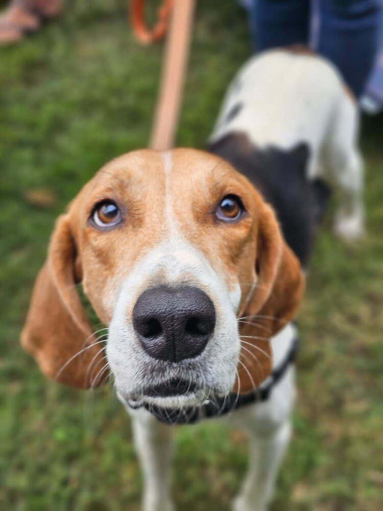 Enlarge Henry, a Adoptable mixed breed in Louisa, VA image 5/6