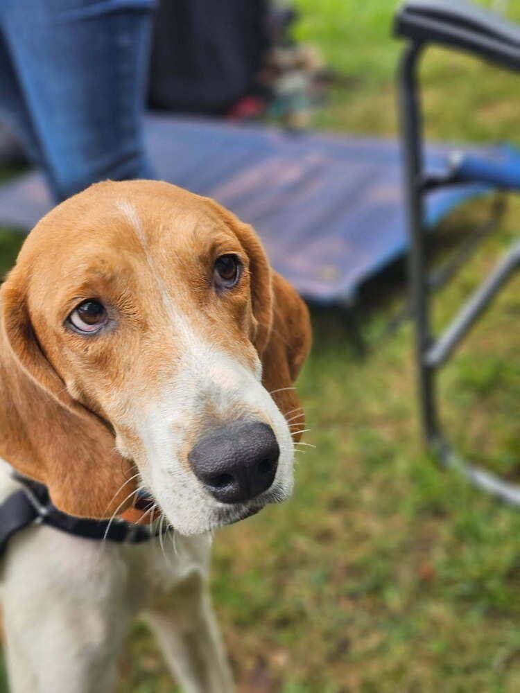 Enlarge Henry, a Adoptable mixed breed in Louisa, VA image 6/6