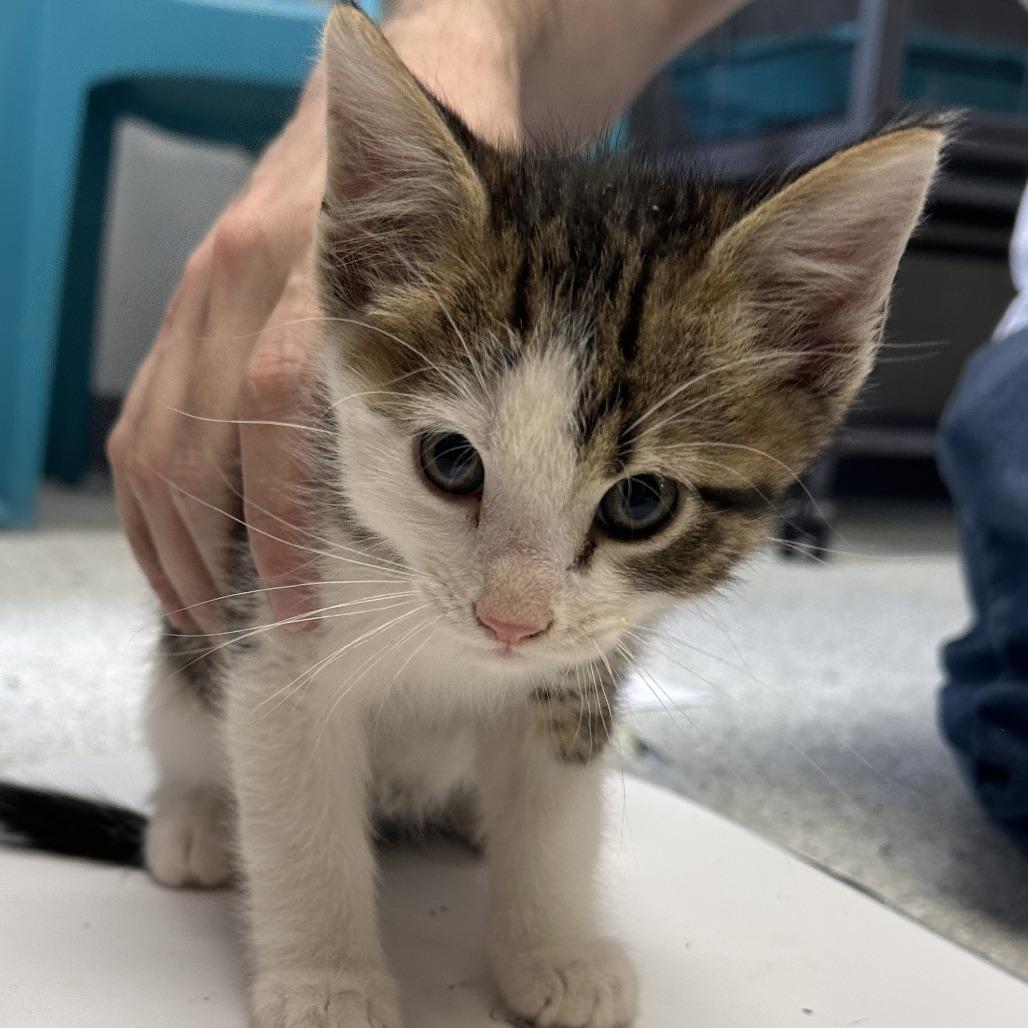 Burrito, Adoptable, Kitten Male Domestic Short Hair.