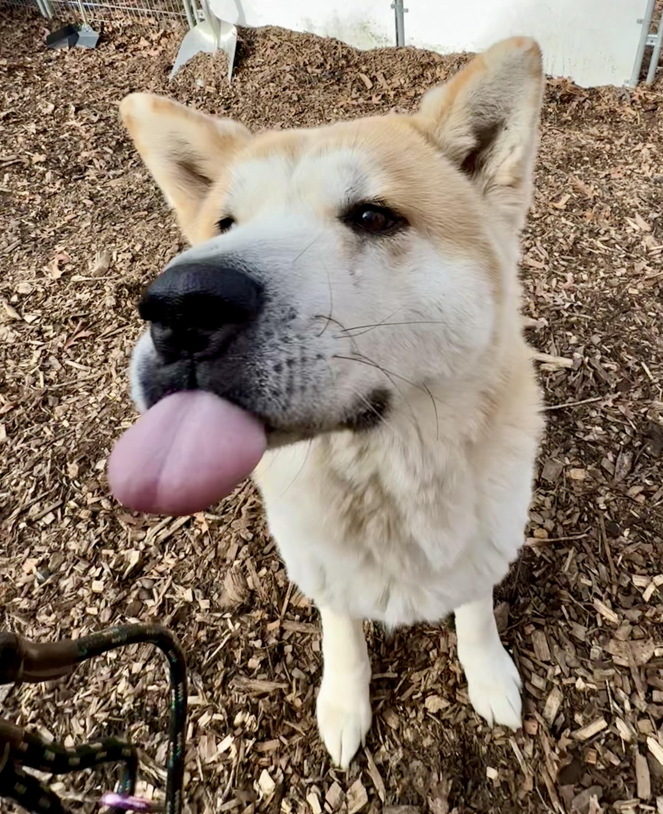 Wasabi , a ADOPTABLE Akita in Toms River, NJ image 1/4