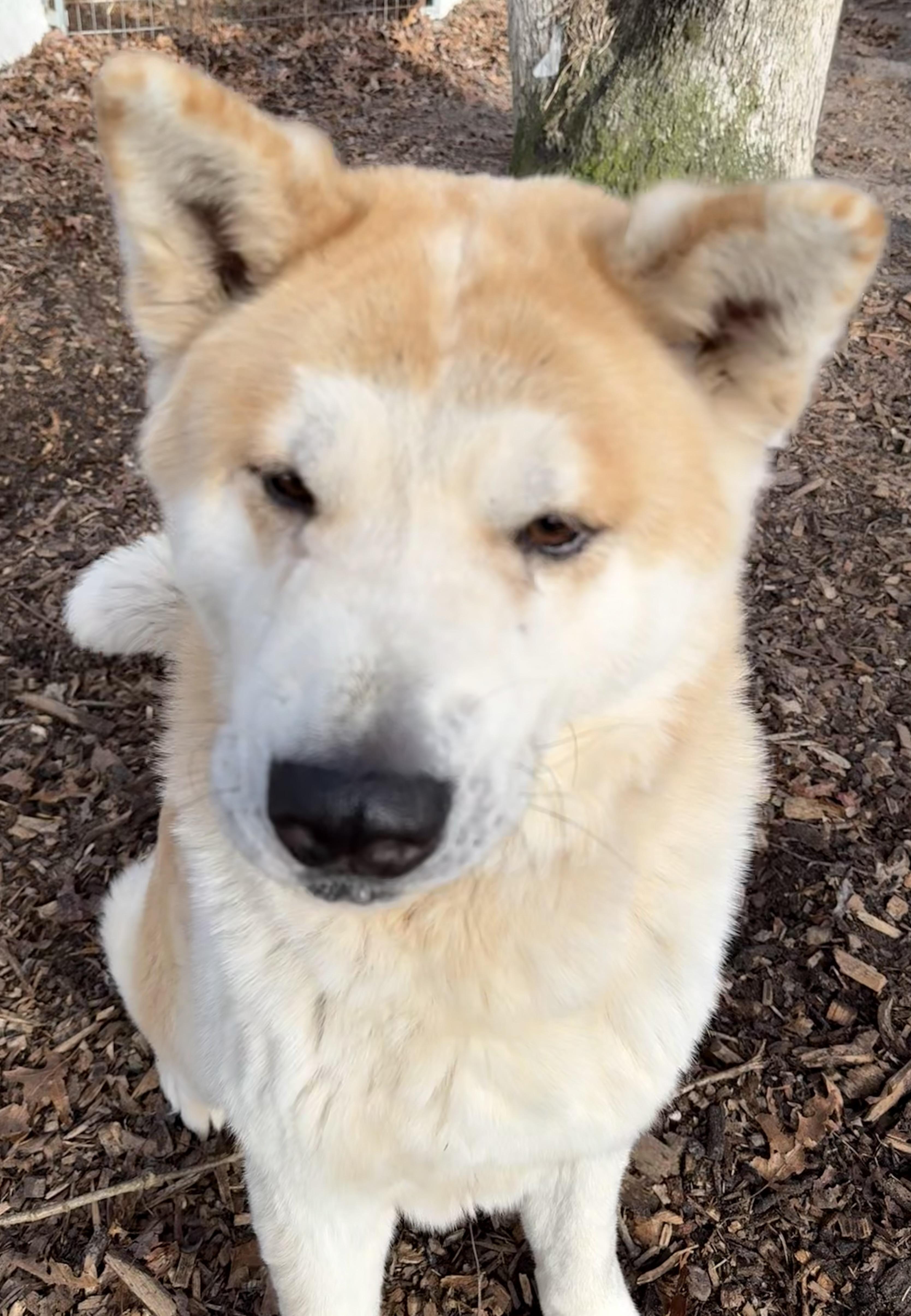 Wasabi , a ADOPTABLE Akita in Toms River, NJ image 2/4