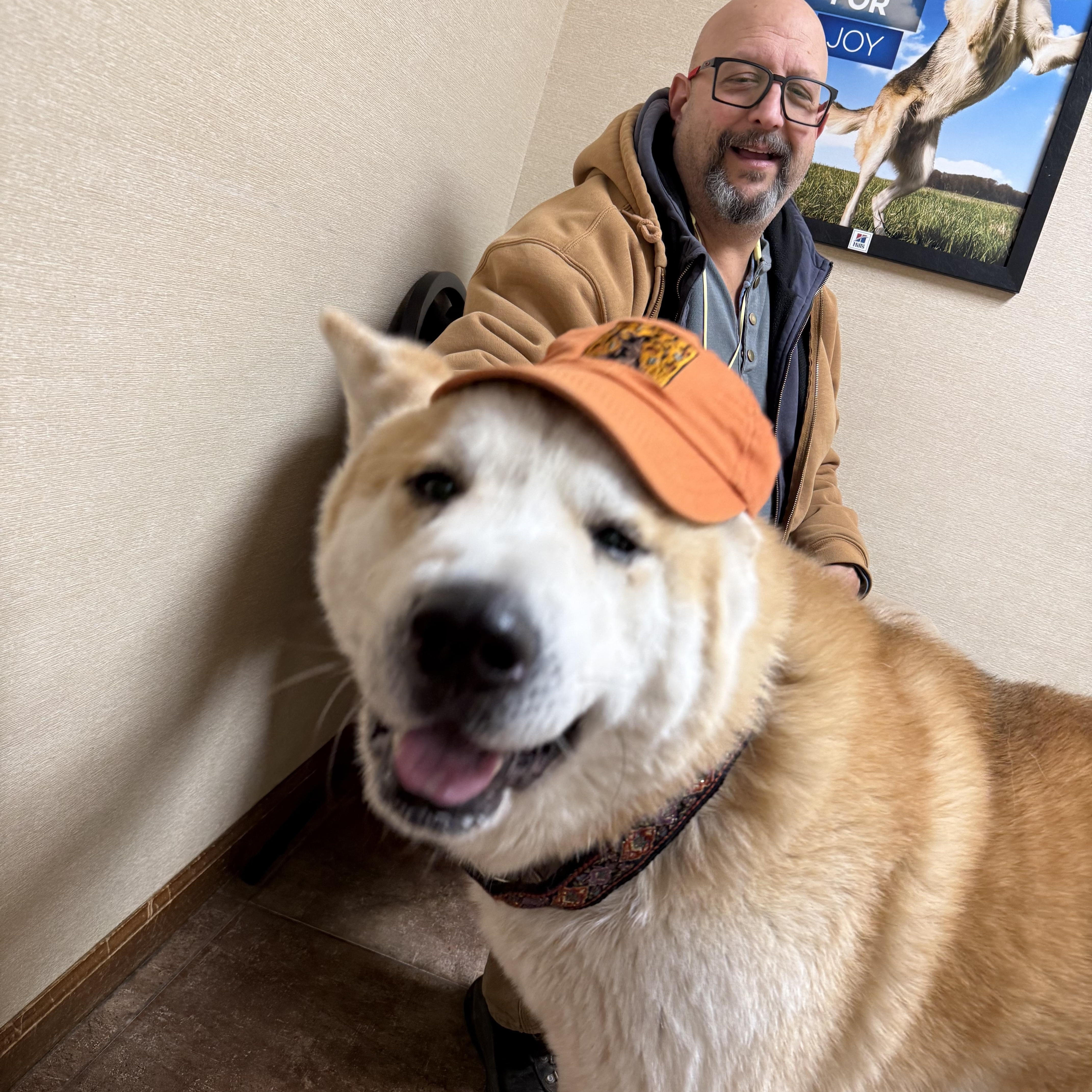 Enlarge Wasabi , a ADOPTABLE Akita in Toms River, NJ image 6/6