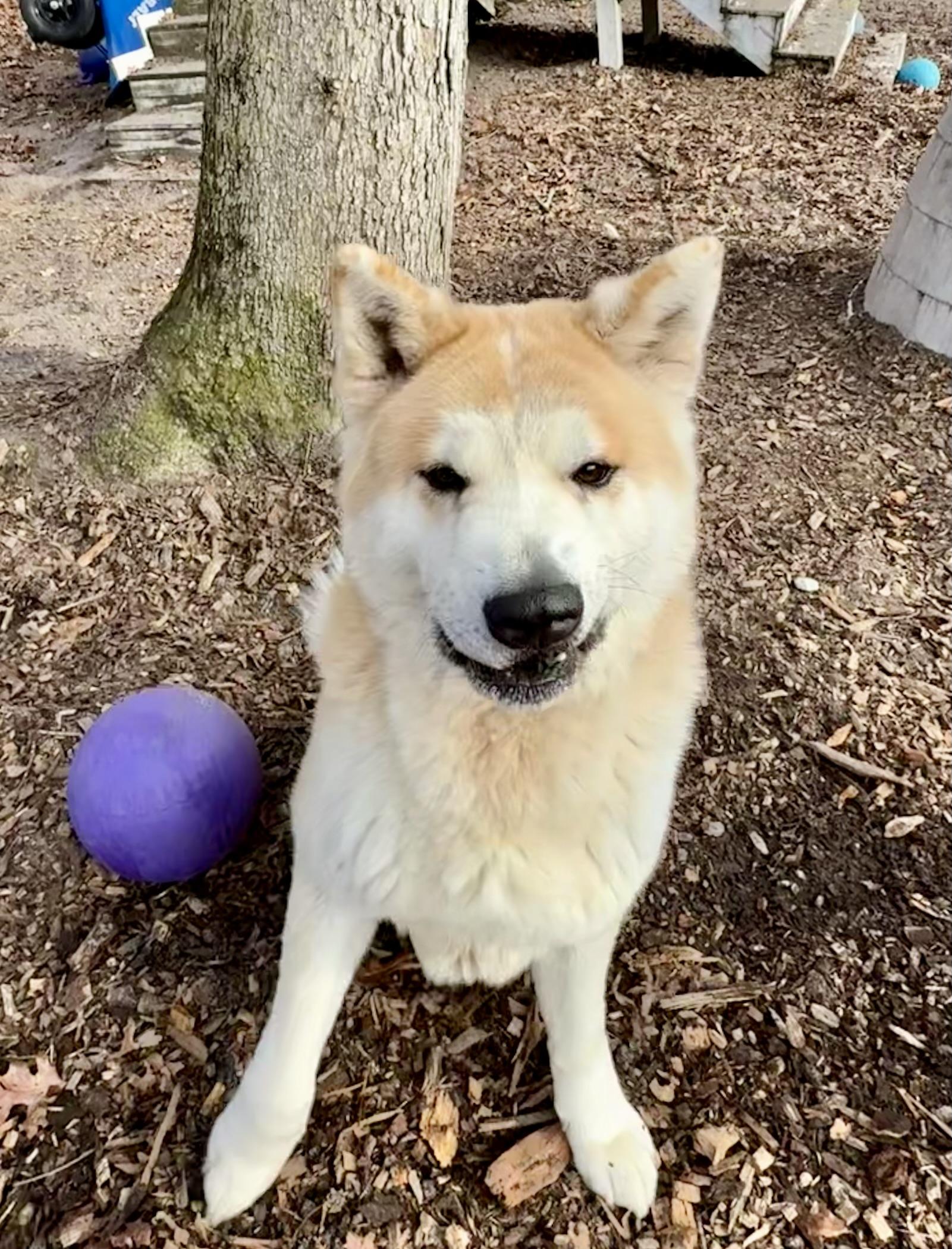 Wasabi , a ADOPTABLE Akita in Toms River, NJ image 3/4