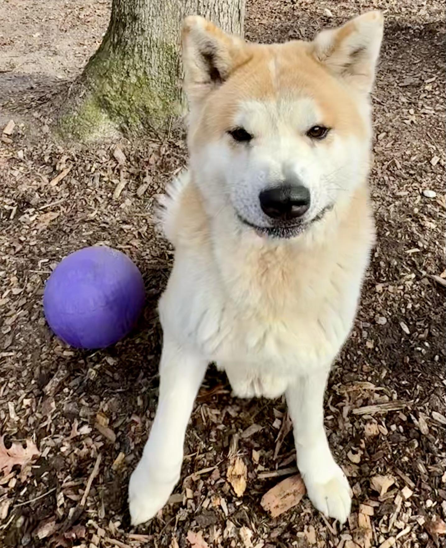 Wasabi , a ADOPTABLE Akita in Toms River, NJ image 4/4
