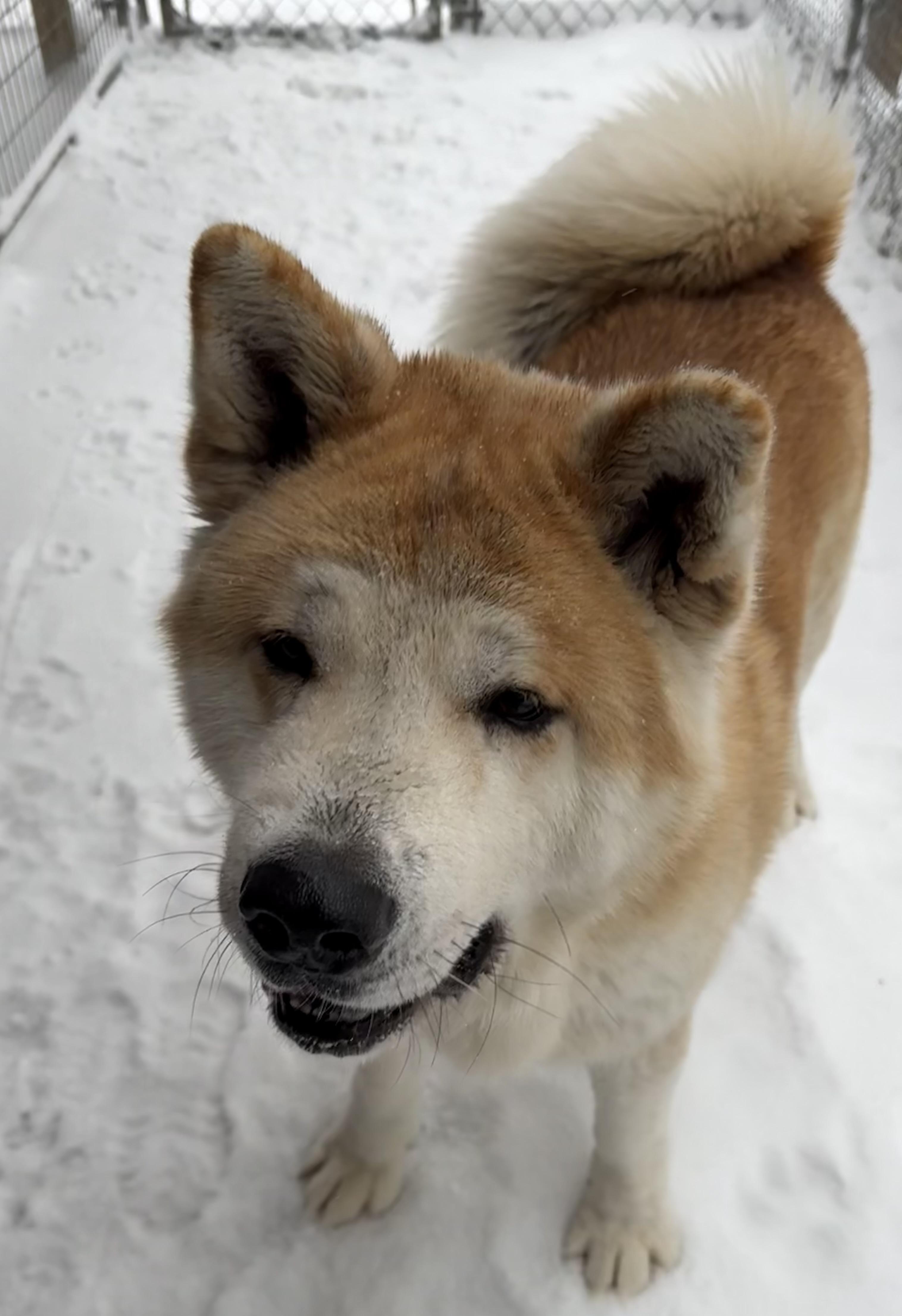 Enlarge Wasabi , a ADOPTABLE Akita in Toms River, NJ image 5/6