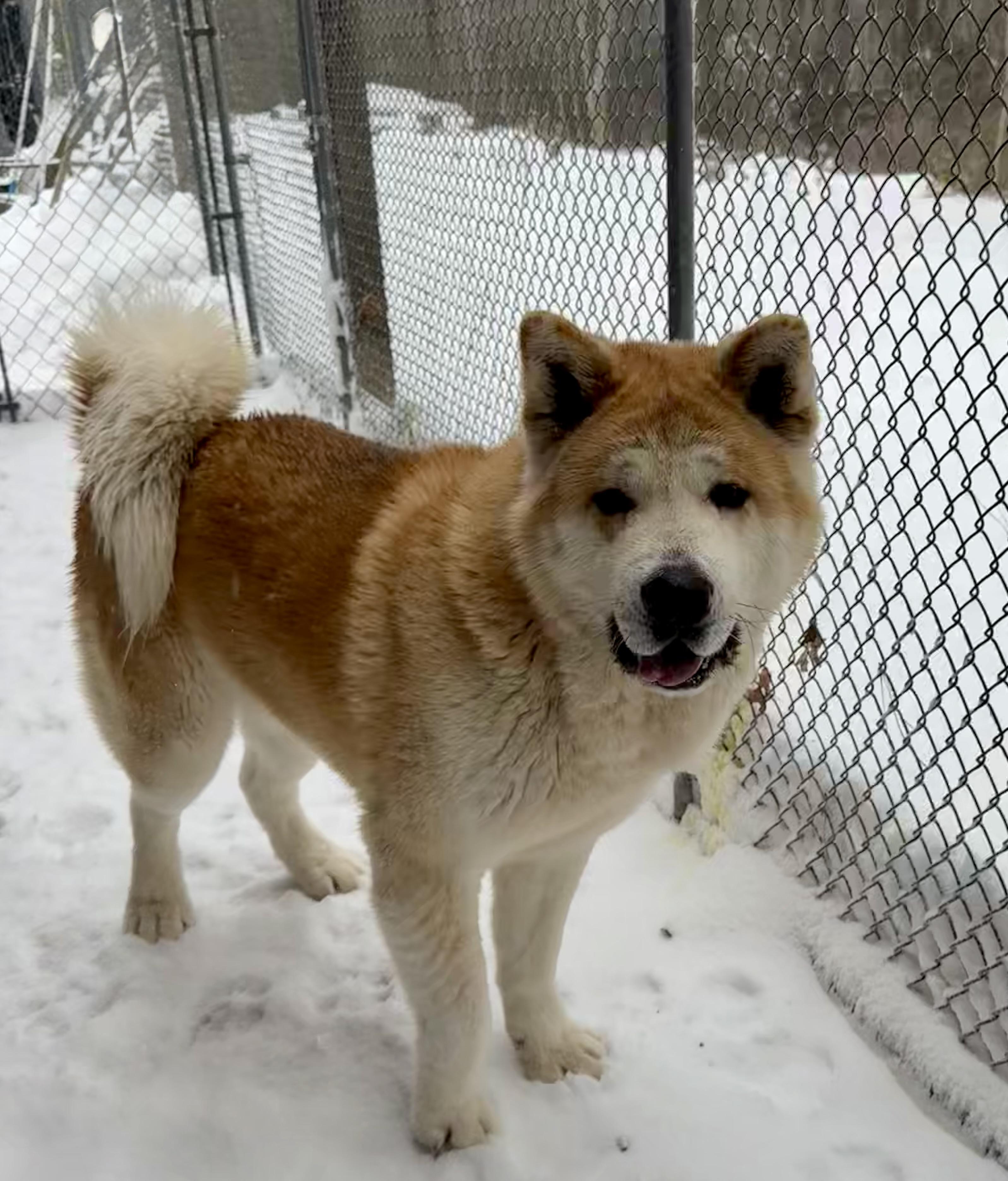 Enlarge Wasabi , a ADOPTABLE Akita in Toms River, NJ image 4/6