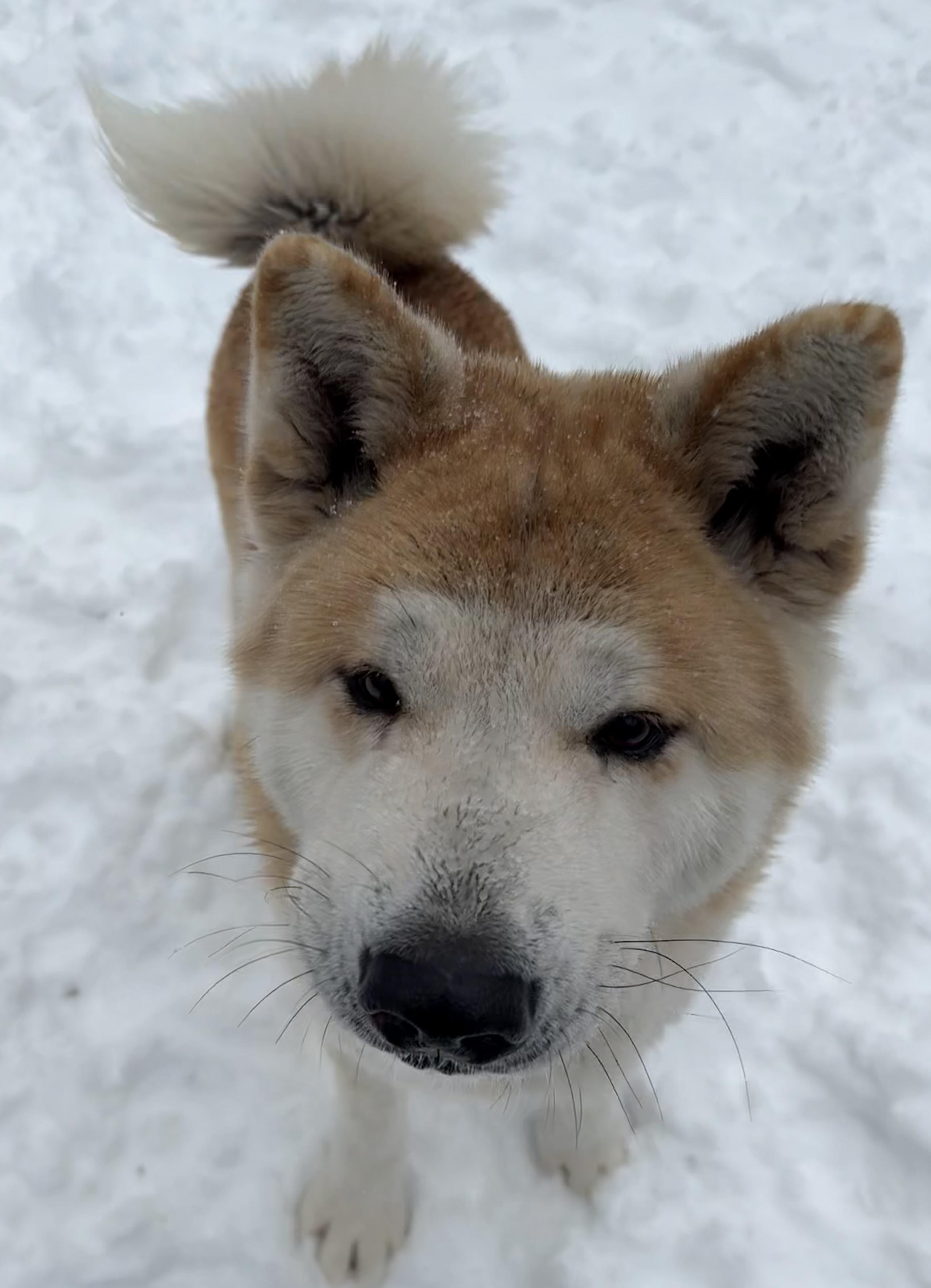 Enlarge Wasabi , a ADOPTABLE Akita in Toms River, NJ image 3/6