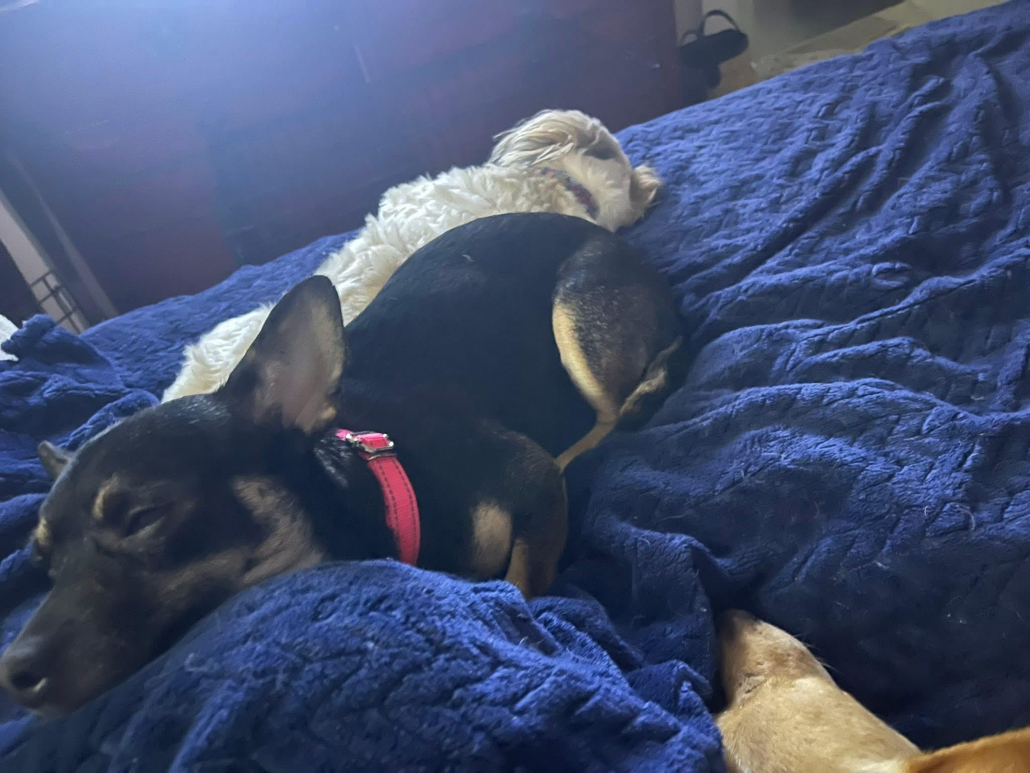 Enlarge Bean , a ADOPTABLE mixed breed in Dayton, OH image 2/4