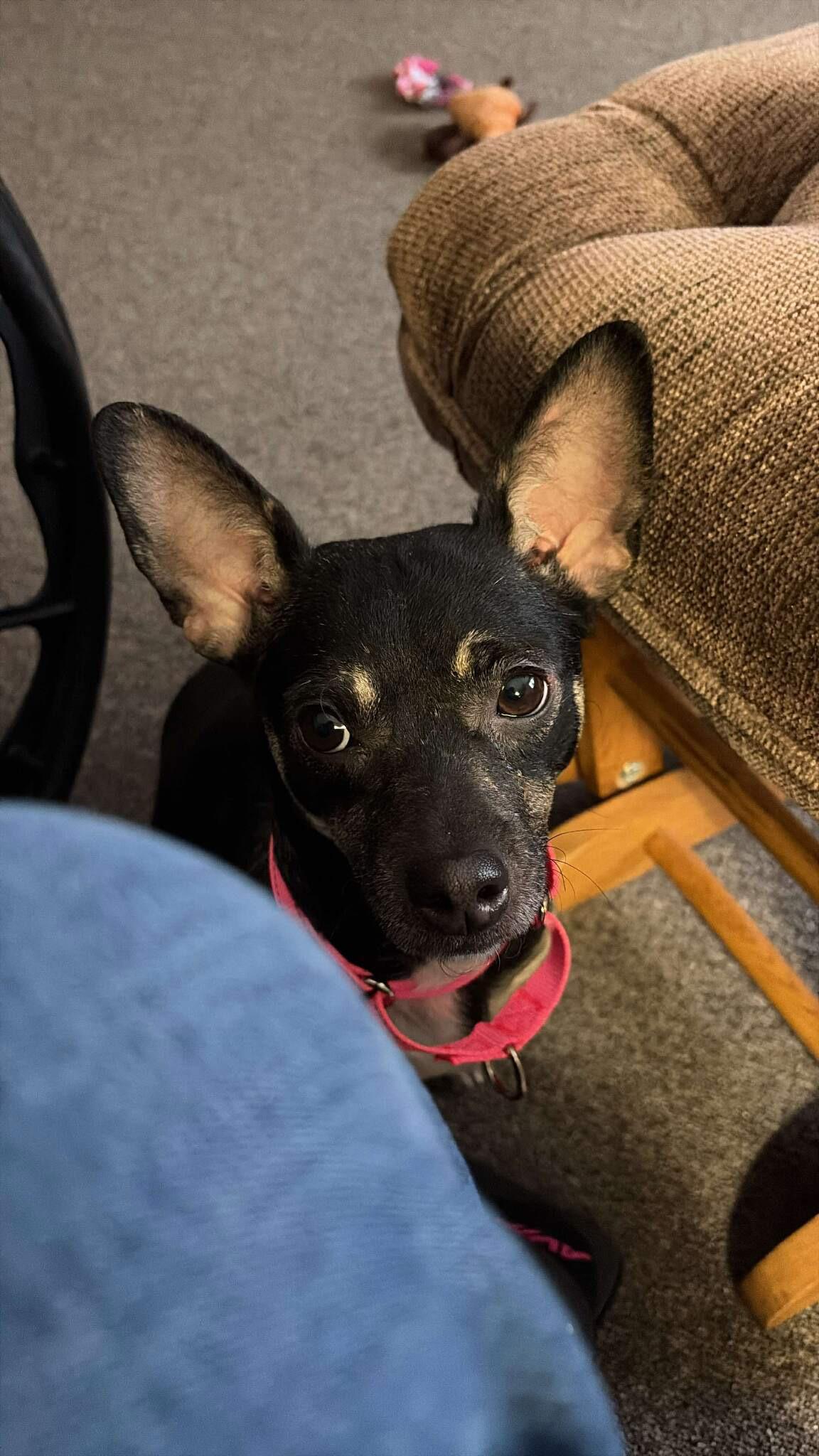 Enlarge Bean , a ADOPTABLE mixed breed in Dayton, OH image 4/4