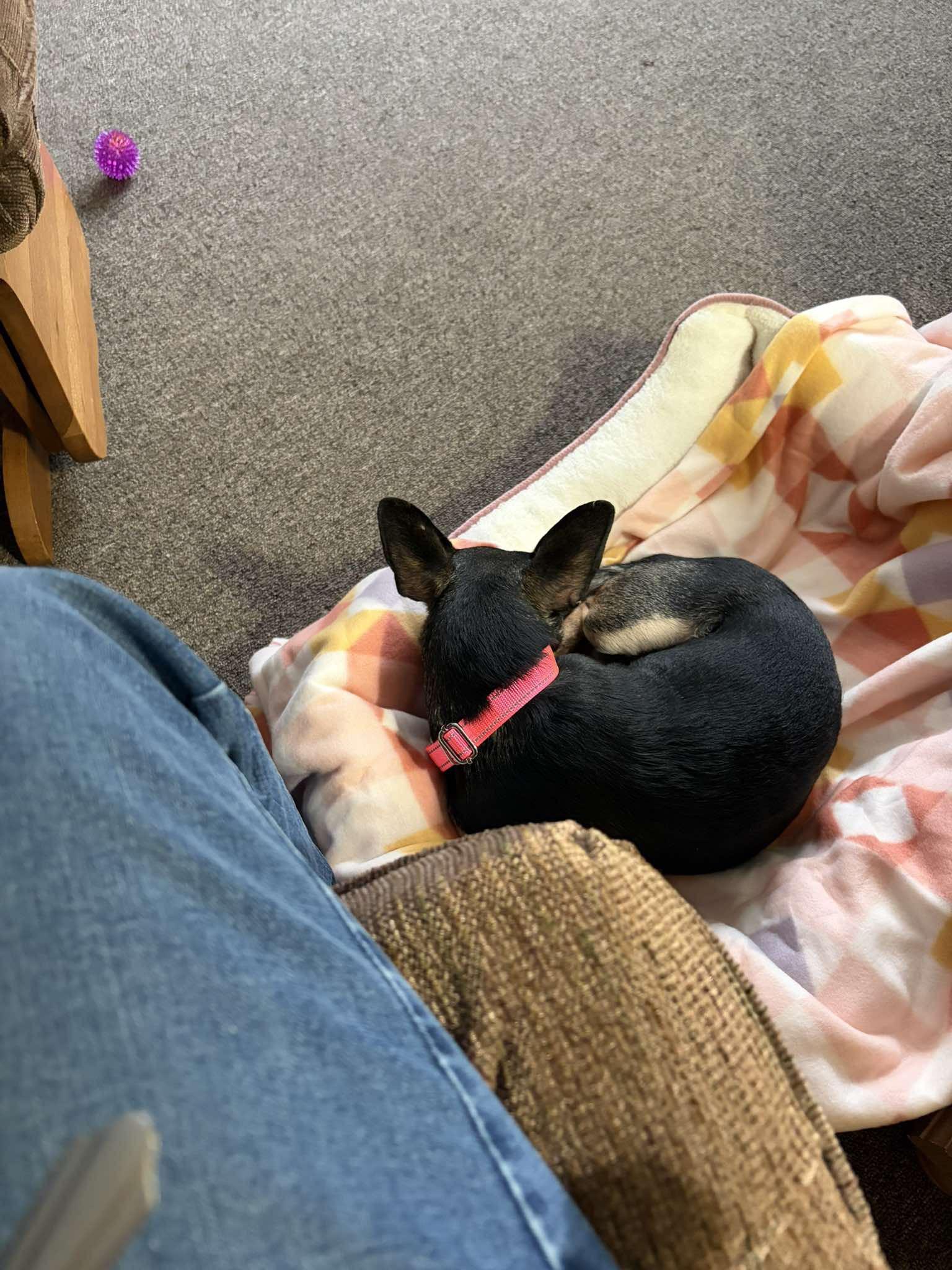 Enlarge Bean , a ADOPTABLE mixed breed in Dayton, OH image 3/4