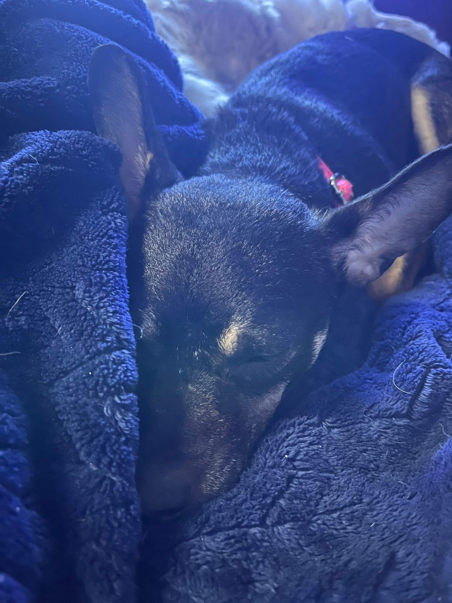 Bean , ADOPTABLE, Young Female Chihuahua.