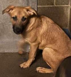 Alice, Adoptable, Puppy Female Shepherd & Retriever.