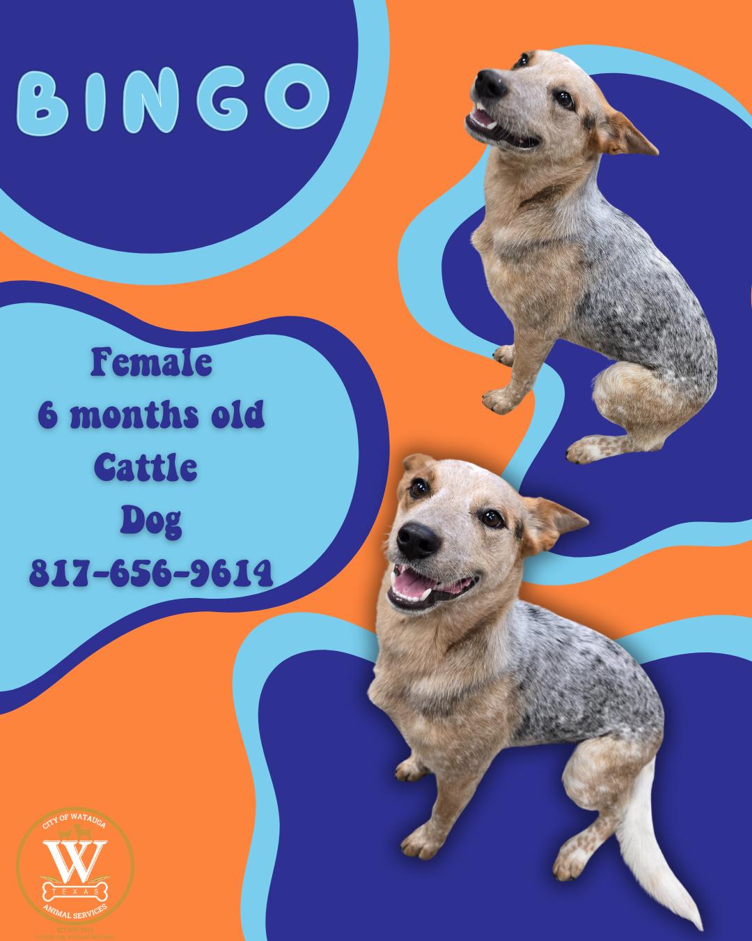 Enlarge Bingo, an adopted Australian Cattle Dog / Blue Heeler in Watauga, TX image 1/1