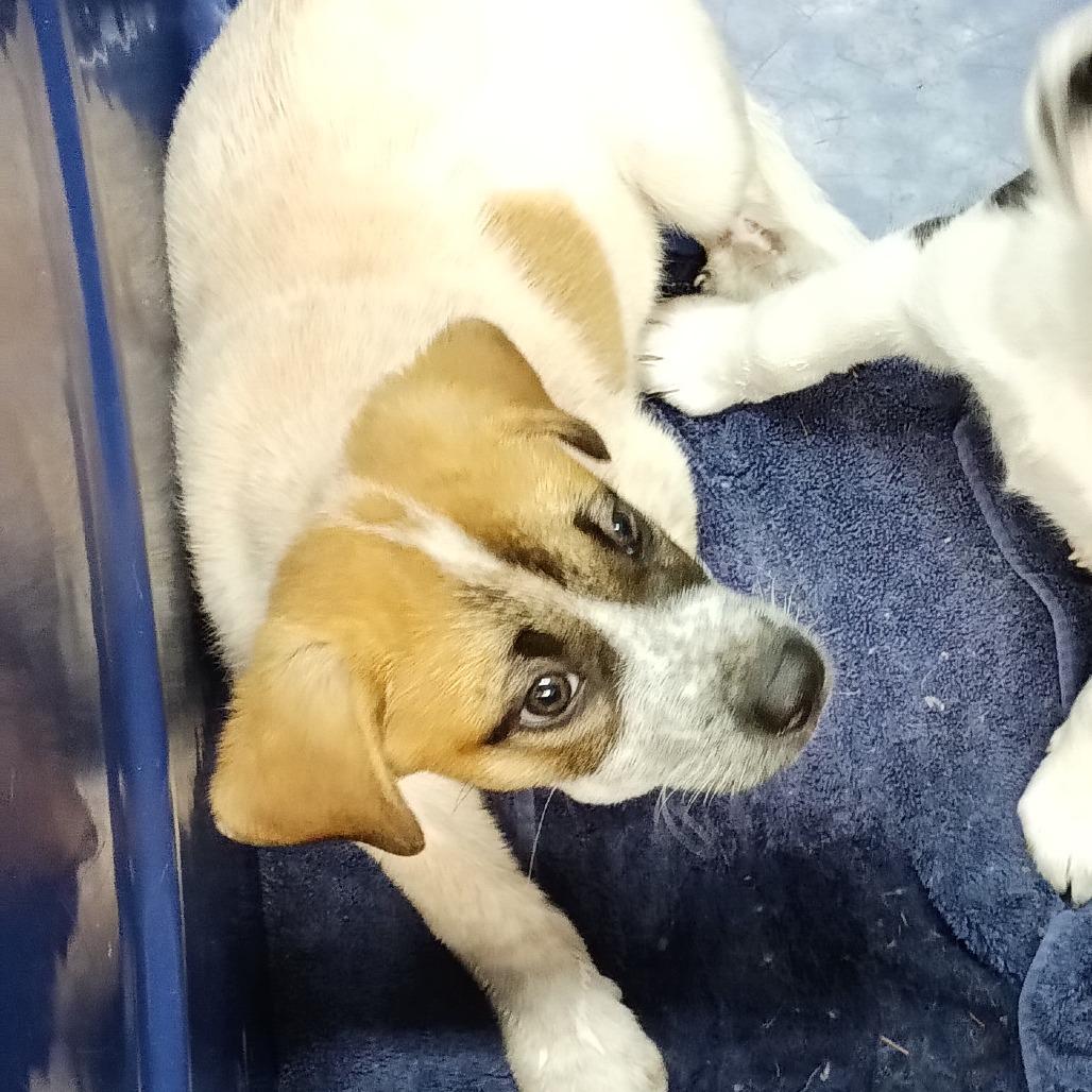Creed, Adoptable, Young Male Mixed Breed.