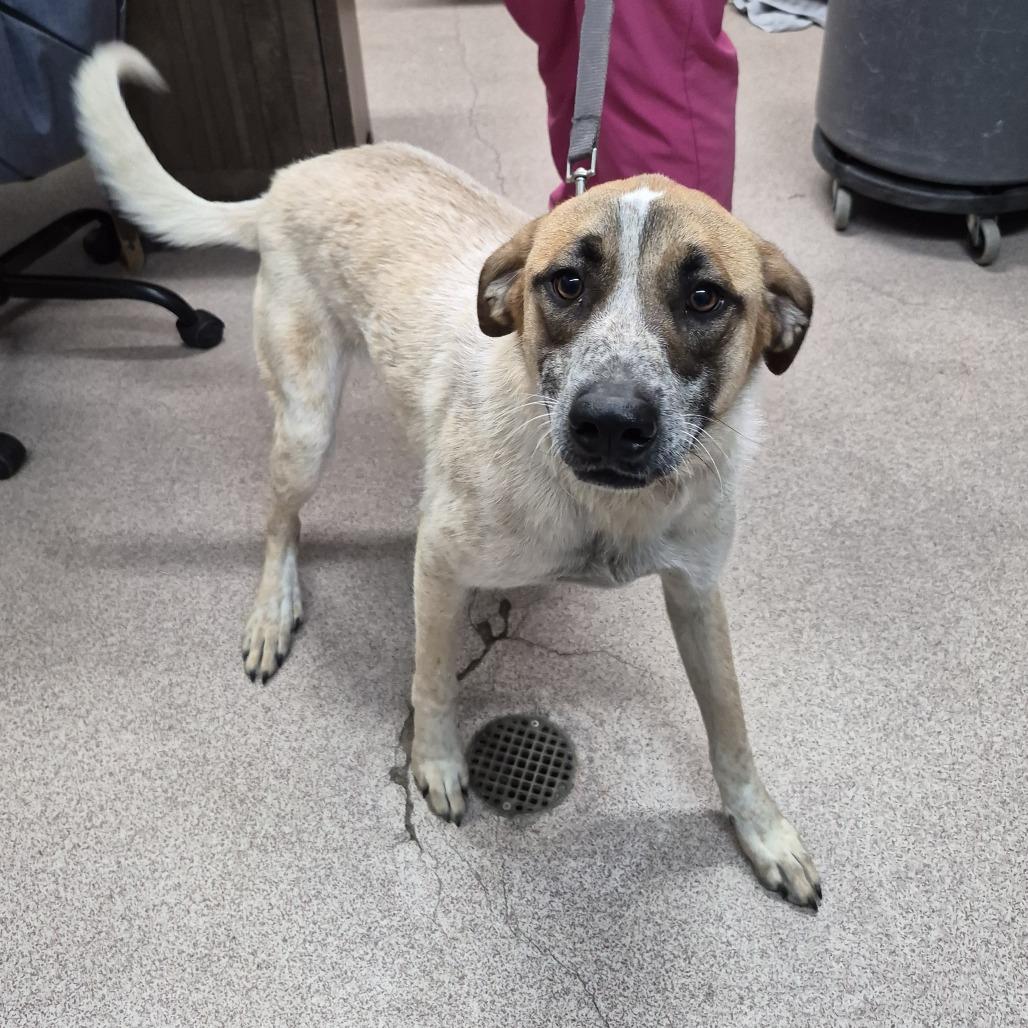 Enlarge Creed, a Adoptable Mixed Breed in Ardmore, OK image 2/3