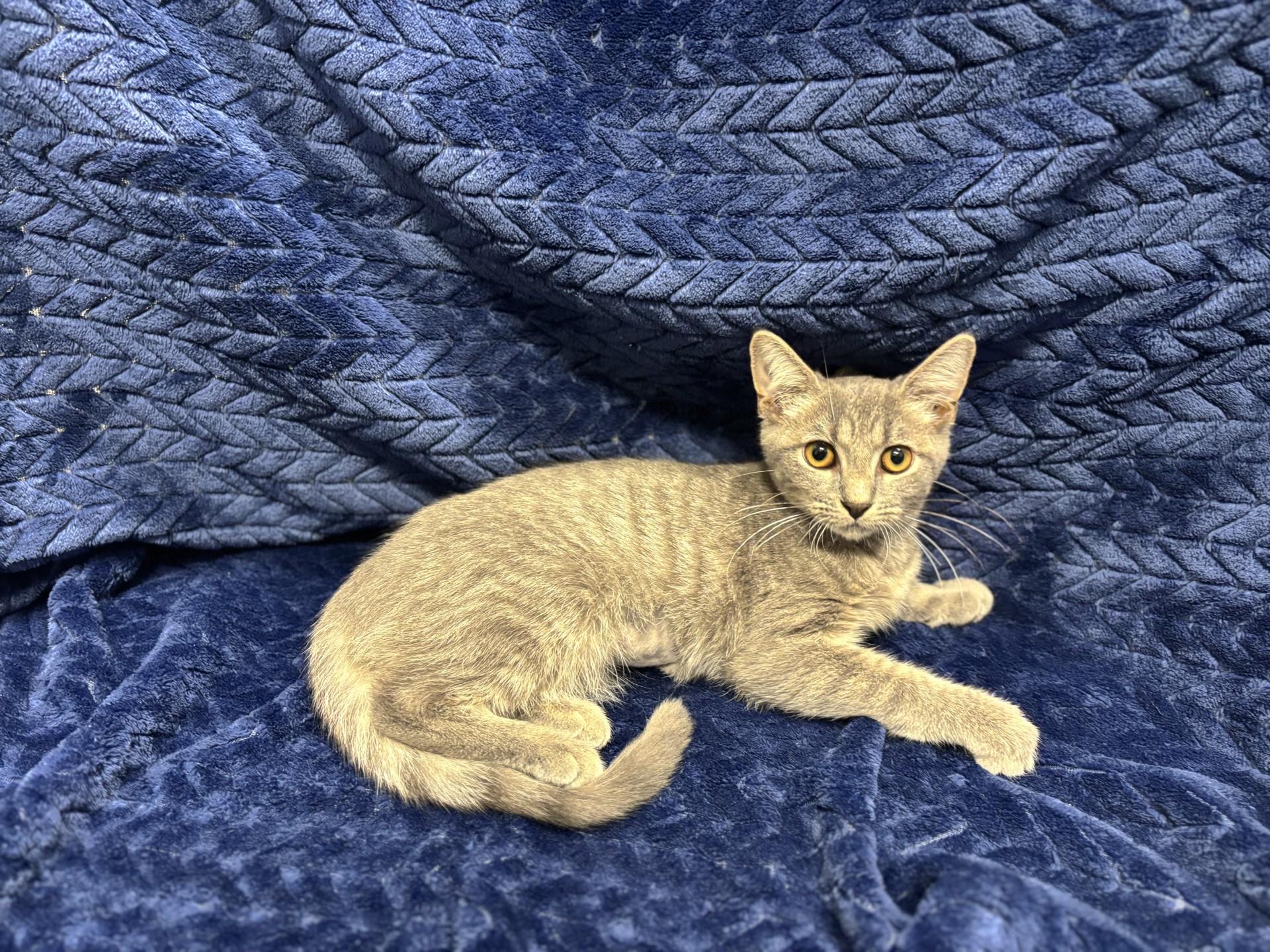 Aspen, adopted, Young Female Domestic Short Hair.