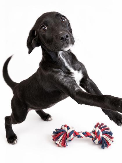 Enlarge Sunny, a Adoptable mixed breed in Bowling Green, KY image 1/2