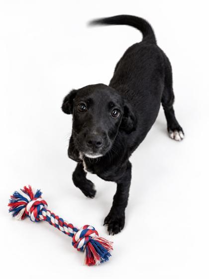 Enlarge Sunny, a Adoptable mixed breed in Bowling Green, KY image 2/2