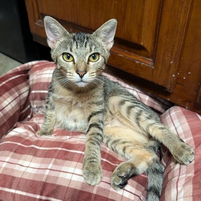 Ophelia Bard — thumbnail 3