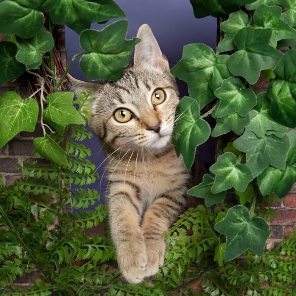 Ophelia Bard — thumbnail 5