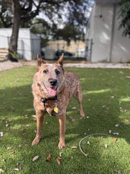 Honey, Adoptable, Senior Female Fox Terrier & Mixed Breed.