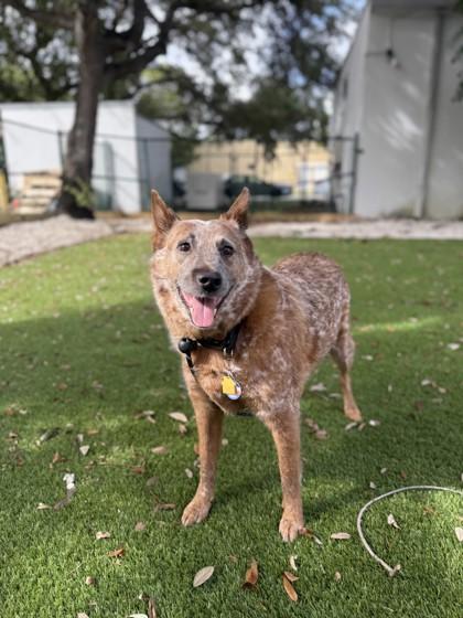 Enlarge Honey, a Adoptable mixed breed in North Miami Beach, FL image 2/3