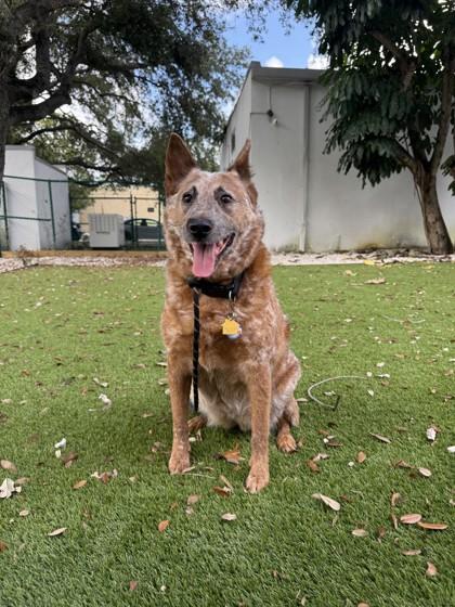 Enlarge Honey, a Adoptable mixed breed in North Miami Beach, FL image 3/3
