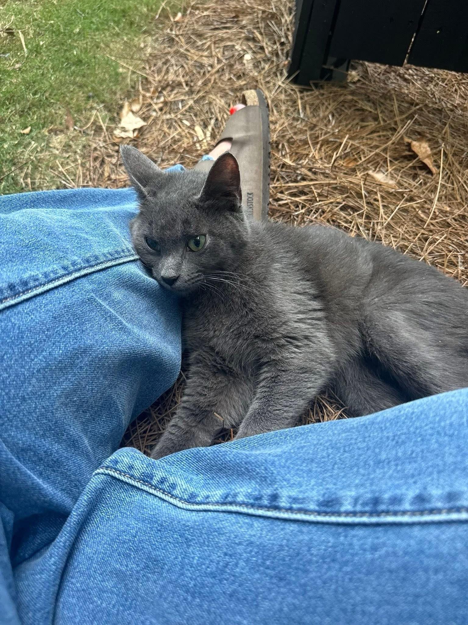 MOUSE, adopted, Young Male Domestic Short Hair & Russian Blue.