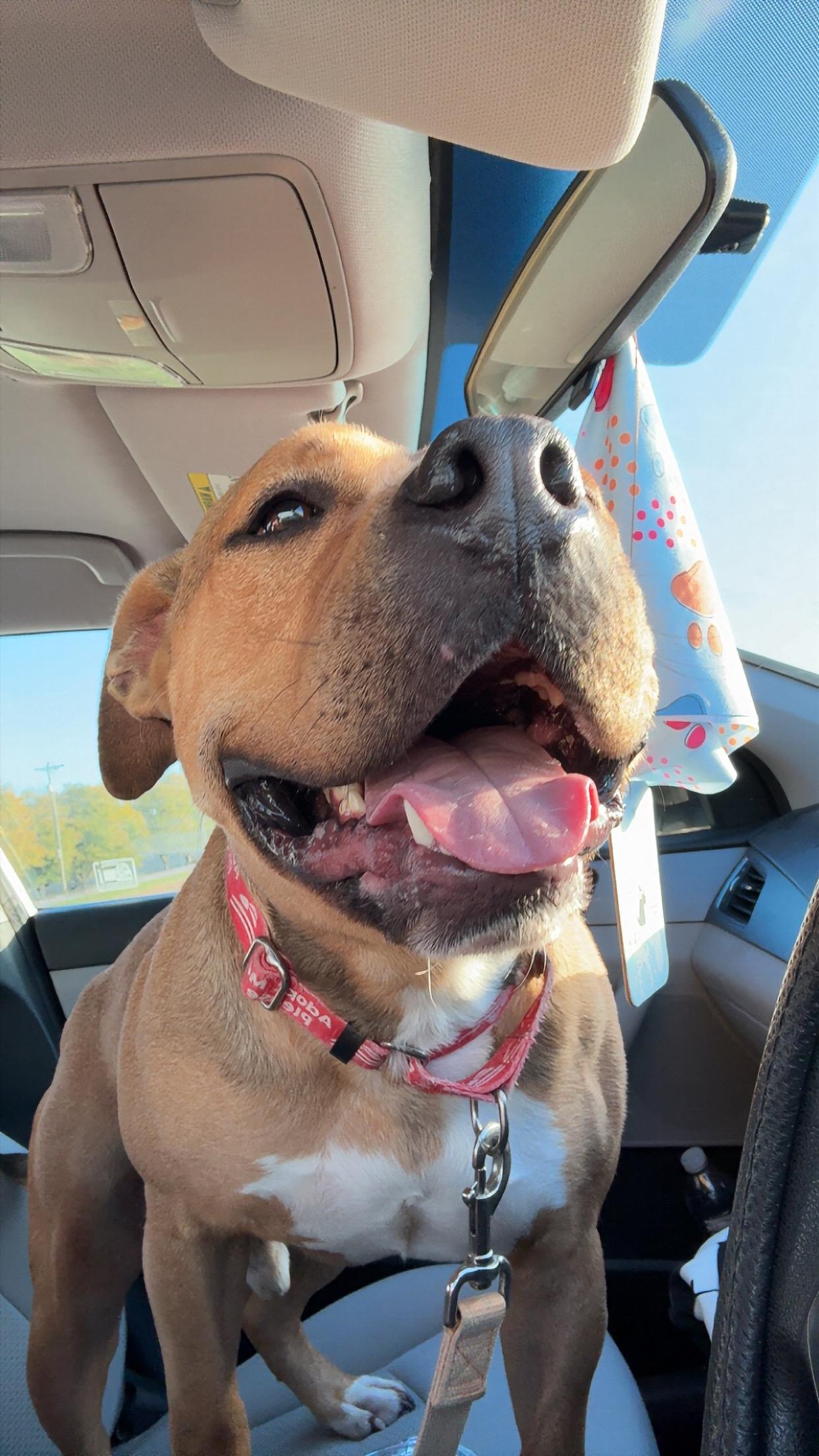 Enlarge Chase, a Adoptable mixed breed in Monroe, OH image 4/4