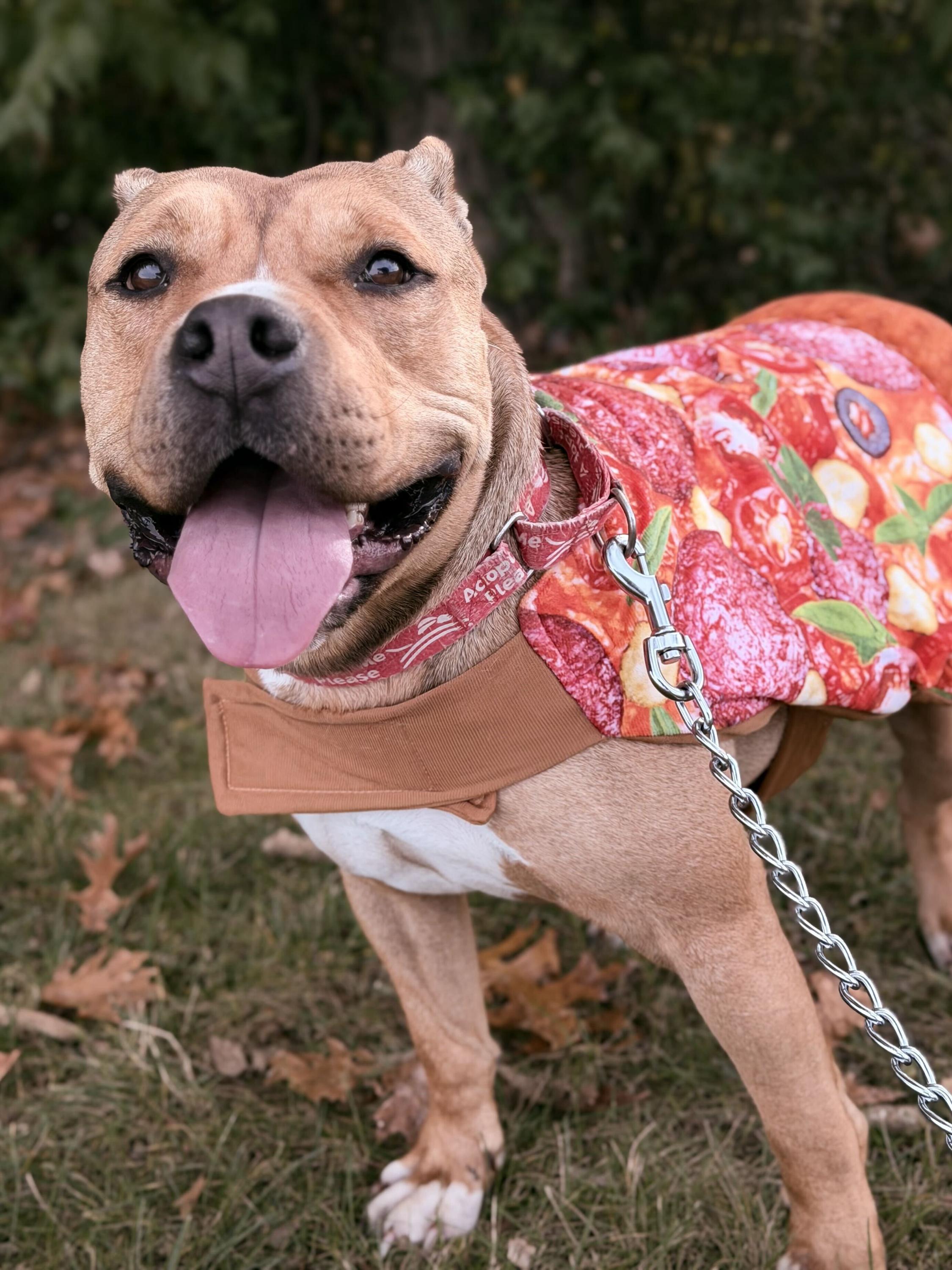 Enlarge Chase, a Adoptable mixed breed in Monroe, OH image 3/4