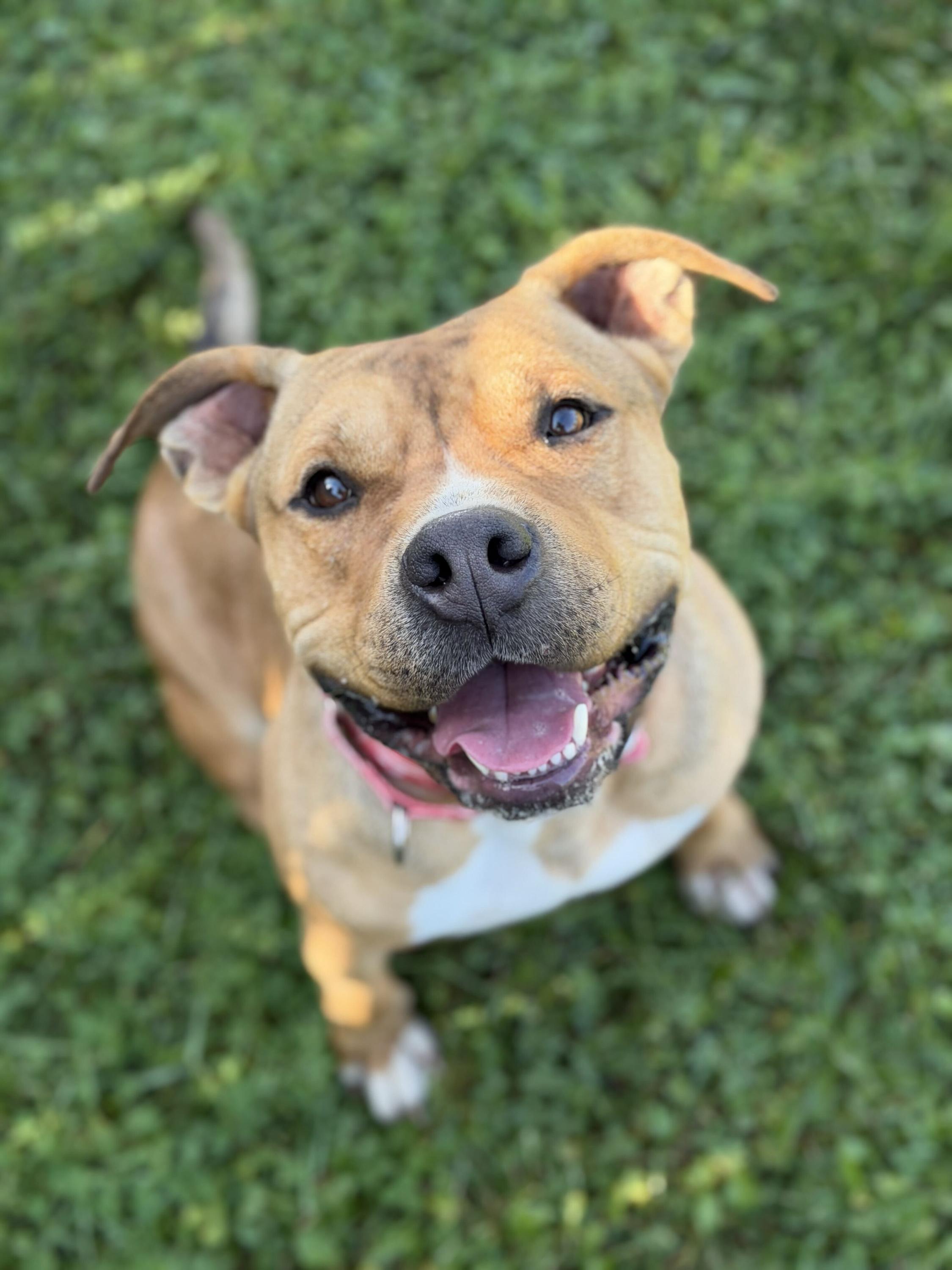 Chase, Adoptable, Adult Male Bulldog.