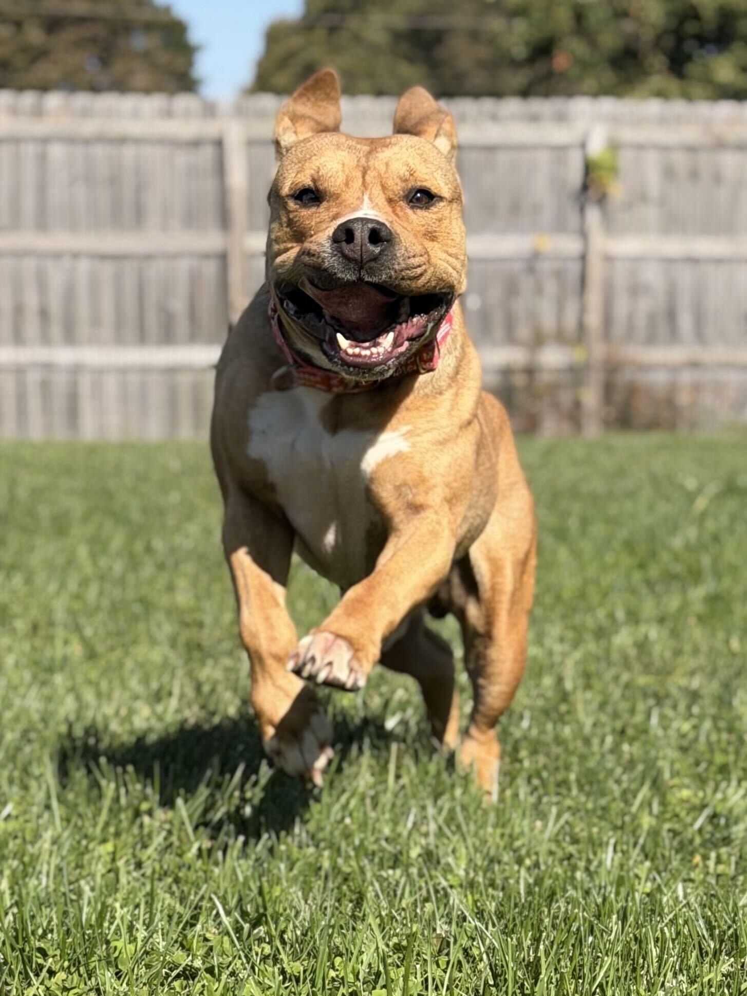 Enlarge Chase, a Adoptable mixed breed in Monroe, OH image 2/4