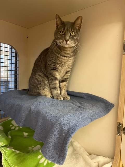 Hopscotch , a Adoptable Domestic Short Hair in Lockport, IL image 1/6