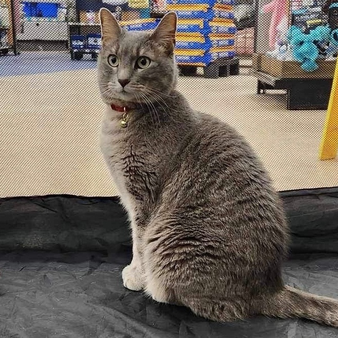 Hopscotch , a Adoptable Domestic Short Hair in Lockport, IL image 2/6