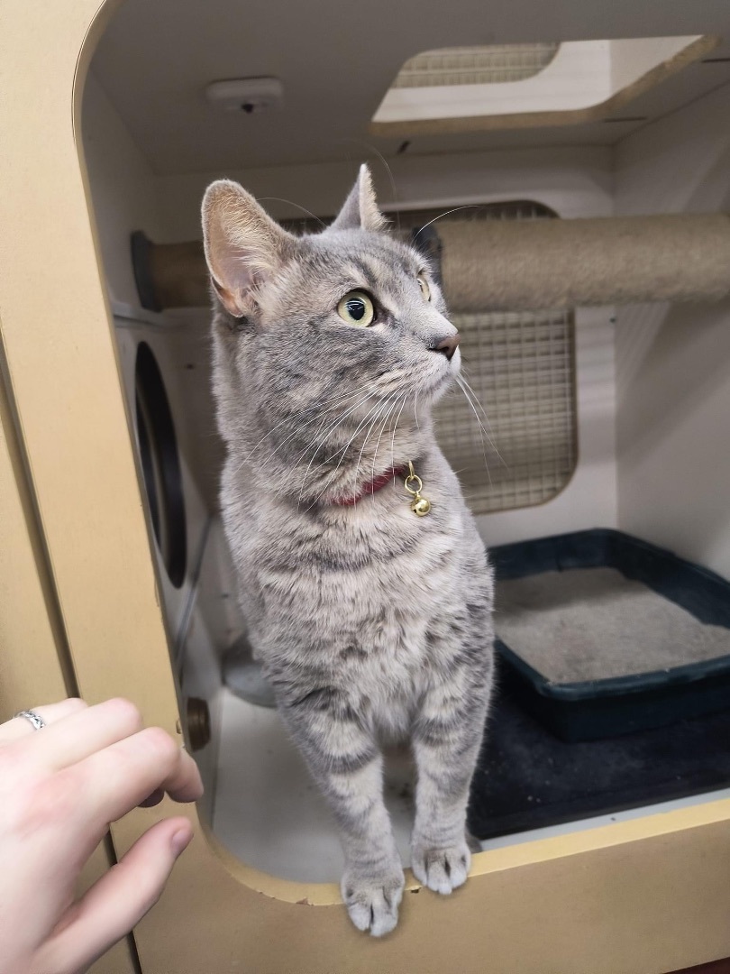 Hopscotch , a Adoptable Domestic Short Hair in Lockport, IL image 3/6