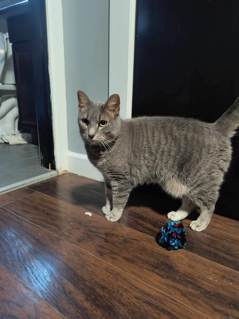 Hopscotch , a Adoptable Domestic Short Hair in Lockport, IL image 4/6