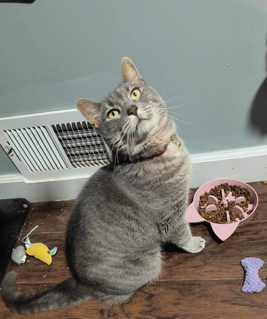 Hopscotch , a Adoptable Domestic Short Hair in Lockport, IL image 5/6